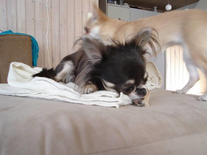 Chihuahua *Gorgeous <3* billede 14