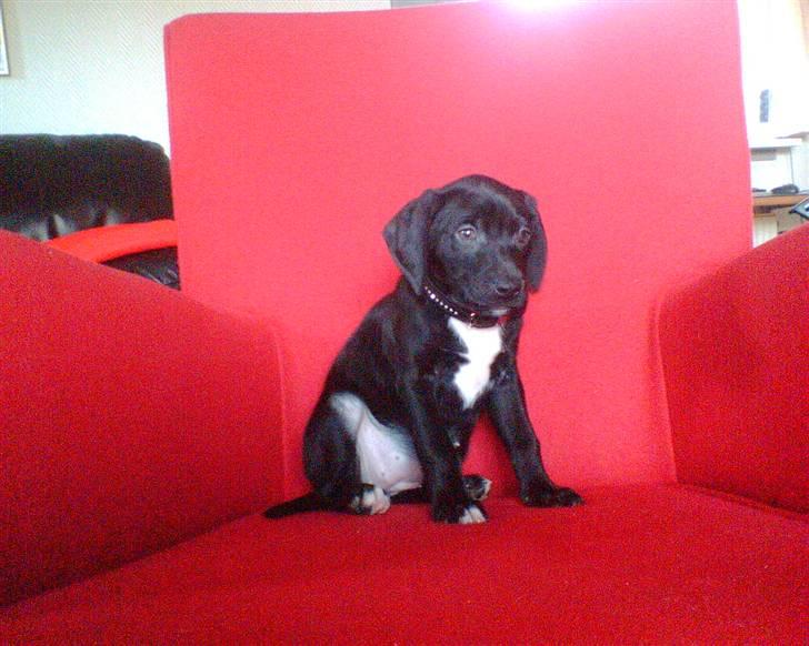 Blanding af racer blackie<3 billede 18