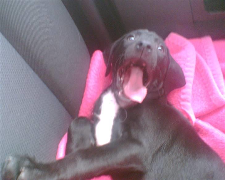 Blanding af racer blackie<3 billede 19