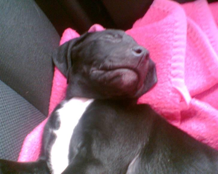 Blanding af racer blackie<3 billede 20