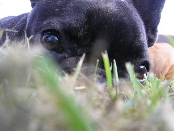 Fransk bulldog ~Chick~ billede 11