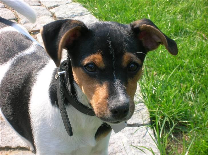 Dansk svensk gaardhund kiki - Er jeg ikke bare dejlig billede 12