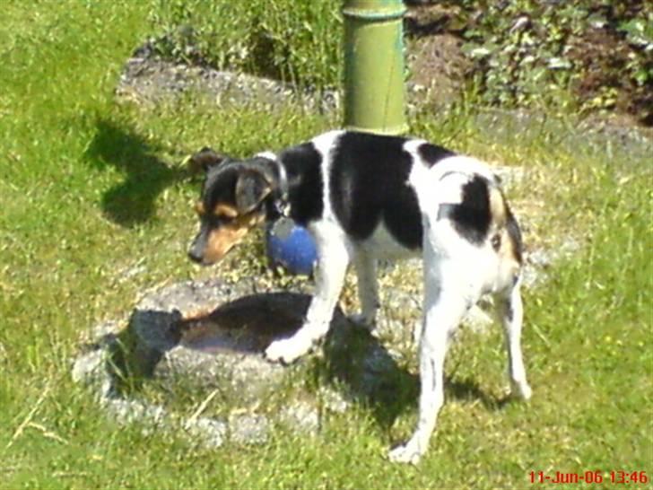 Dansk svensk gaardhund kiki - Godt med en vandpost i den varme !! billede 13