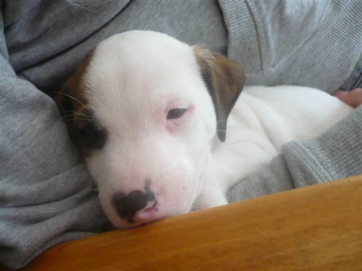 Parson russell terrier Freddy - Nogle dage efter vi havde fået ham. (: billede 1