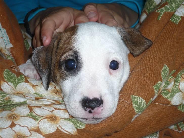 Parson russell terrier Freddy billede 2