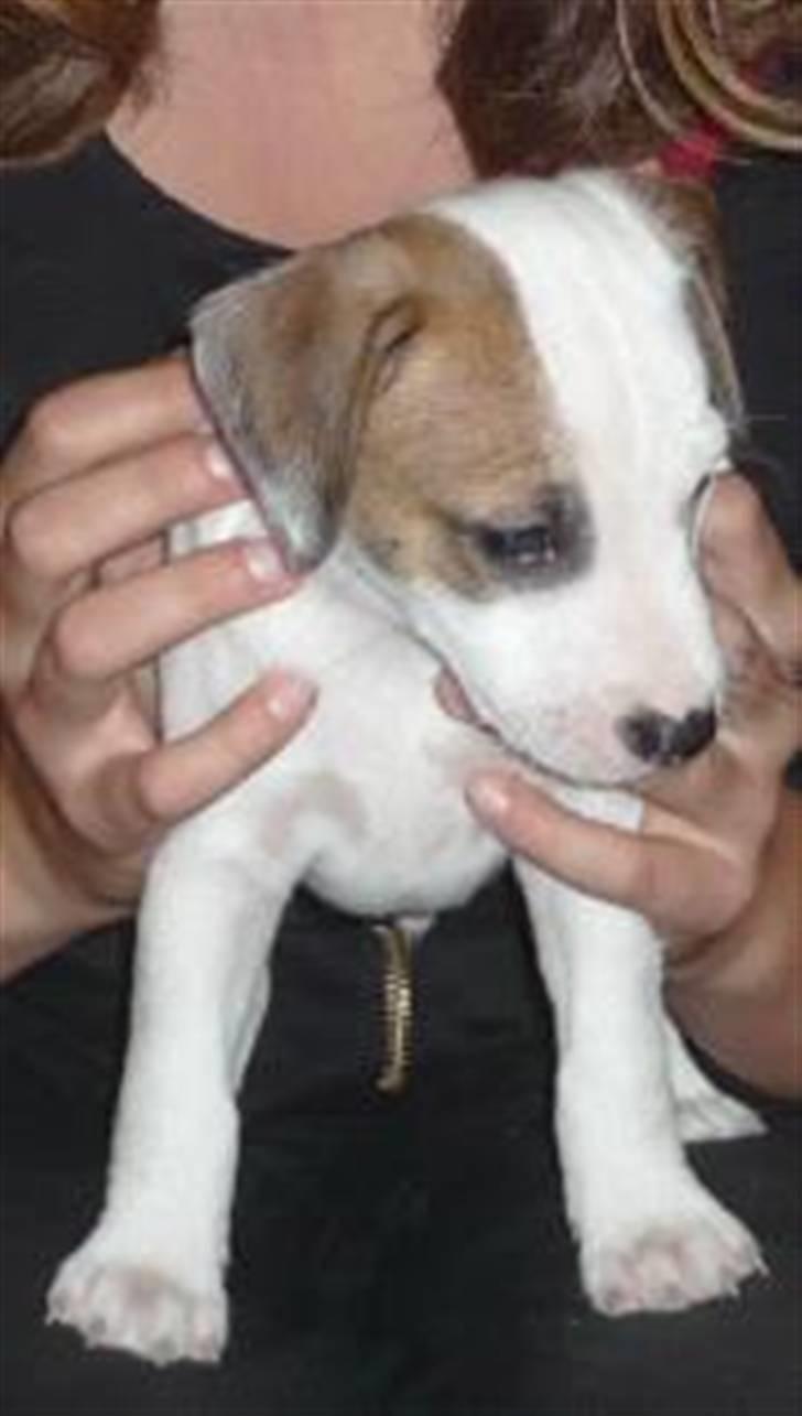 Parson russell terrier Freddy - Ovre på Fyn, hvor vi lige tog et billed. Er han ikke skøn..? :p billede 3