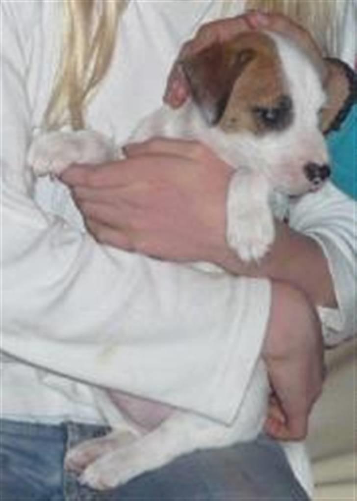 Parson russell terrier Freddy - Stadig skøn! billede 4