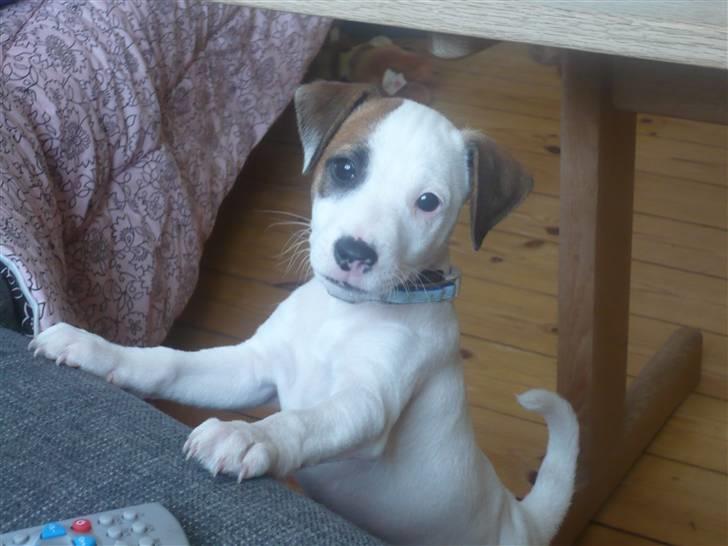 Parson russell terrier Freddy - Et af de nyeste, hvor han lige poserede for kameraet. ^.^ billede 5