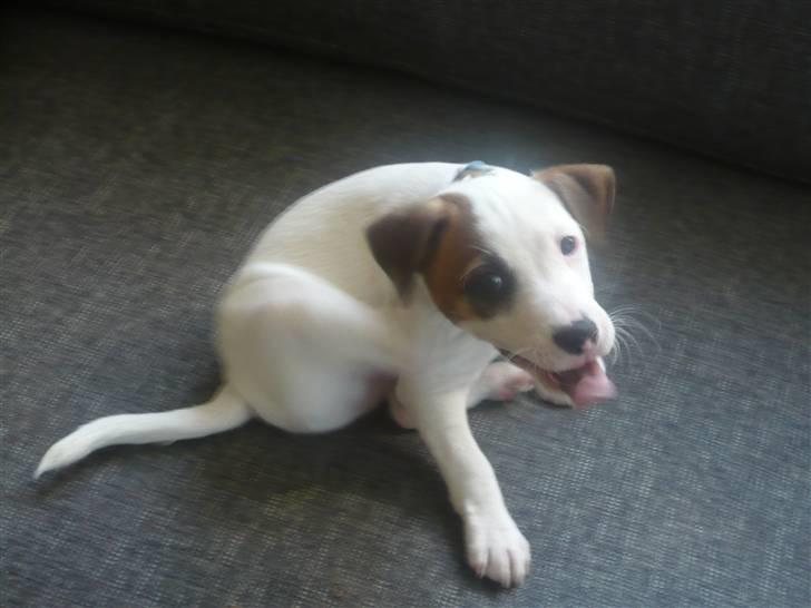 Parson russell terrier Freddy - Det klør bag øret! ;b billede 6