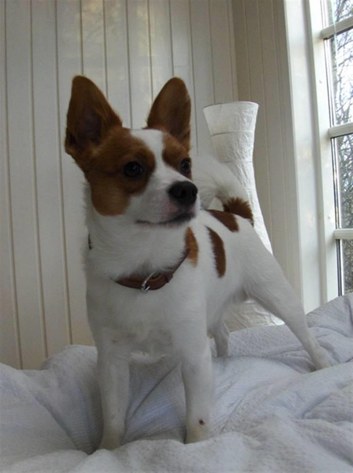 Blanding af racer Vax - Vax er opmærksom. Her 2 år gammel. billede 16