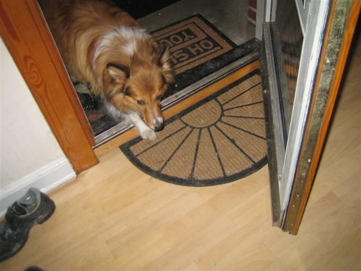 Blanding af racer Mickey Solgt billede 19