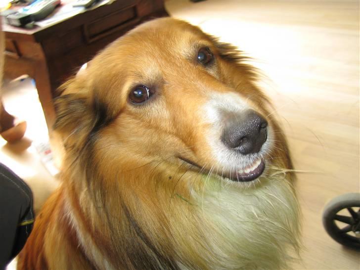 Blanding af racer Mickey Solgt billede 20