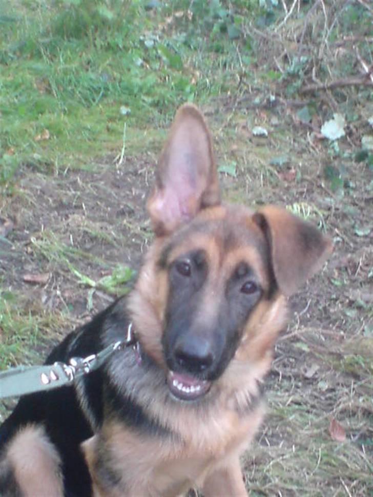 Schæferhund Zia (Glenn's Bitch) billede 1