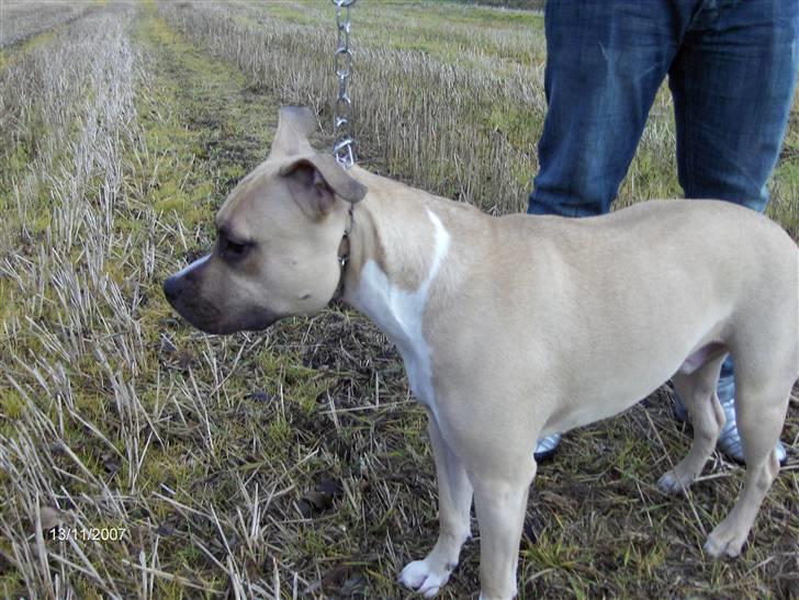 Amerikansk staffordshire terrier Pumba - Død 8/1 -08  - billede 6