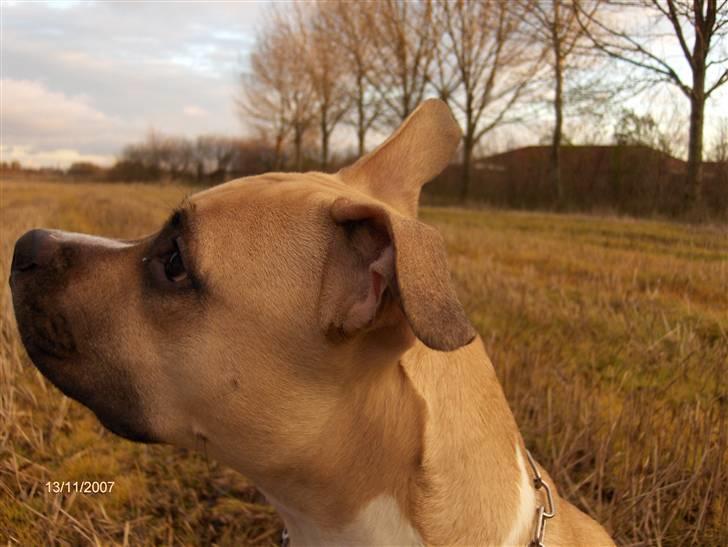 Amerikansk staffordshire terrier Pumba - Død 8/1 -08  - billede 7