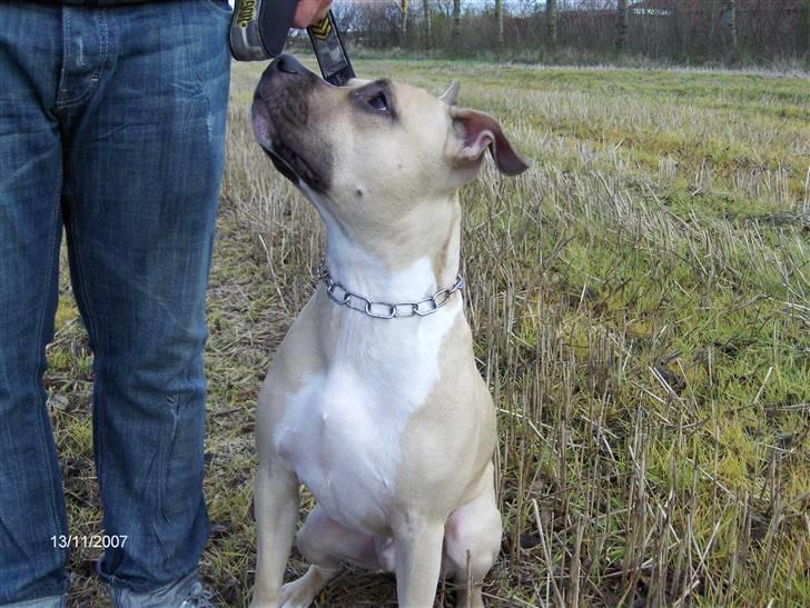 Amerikansk staffordshire terrier Pumba - Død 8/1 -08  - billede 8