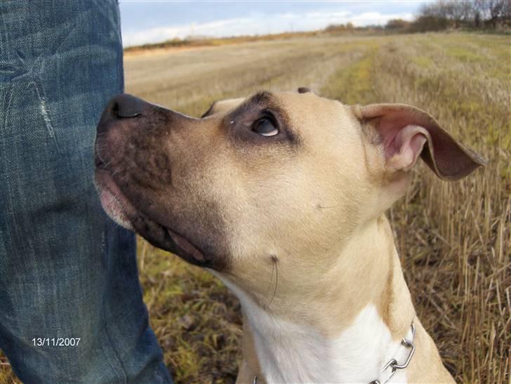 Amerikansk staffordshire terrier Pumba - Død 8/1 -08  - billede 9