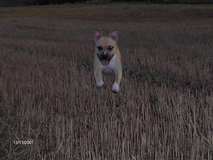 Amerikansk staffordshire terrier Pumba - Død 8/1 -08  - billede 10