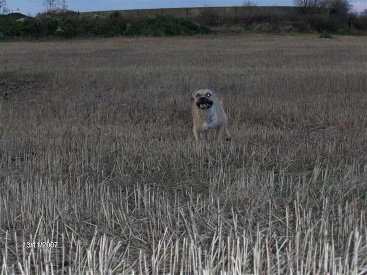 Amerikansk staffordshire terrier Pumba - Død 8/1 -08  - billede 11