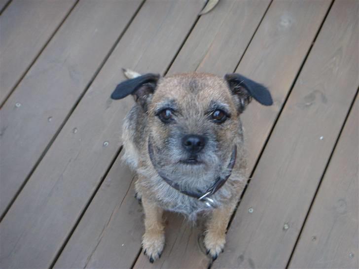 Border terrier Shakira (Kira) <3 - Kira på vores terasse :) FLERE BILLEDER KOMMER <3 billede 1