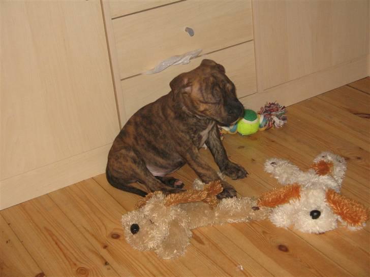 Amerikansk bulldog xavi - vil meget gerne leje, men er lidt bange, er lige kommet væk fra min mor billede 3