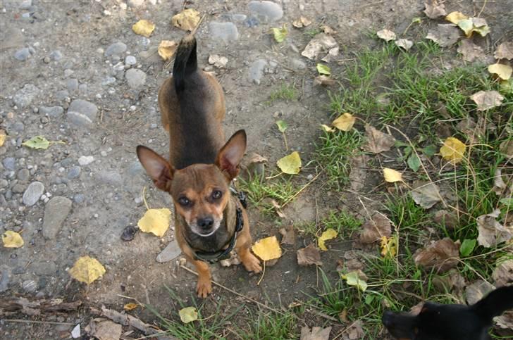 Chihuahua Dixi billede 5