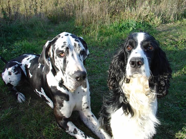 Engelsk springer spaniel Láttie billede 9
