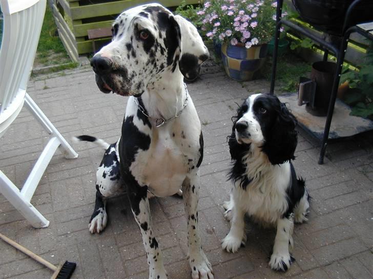 Grand danois Herkules billede 16