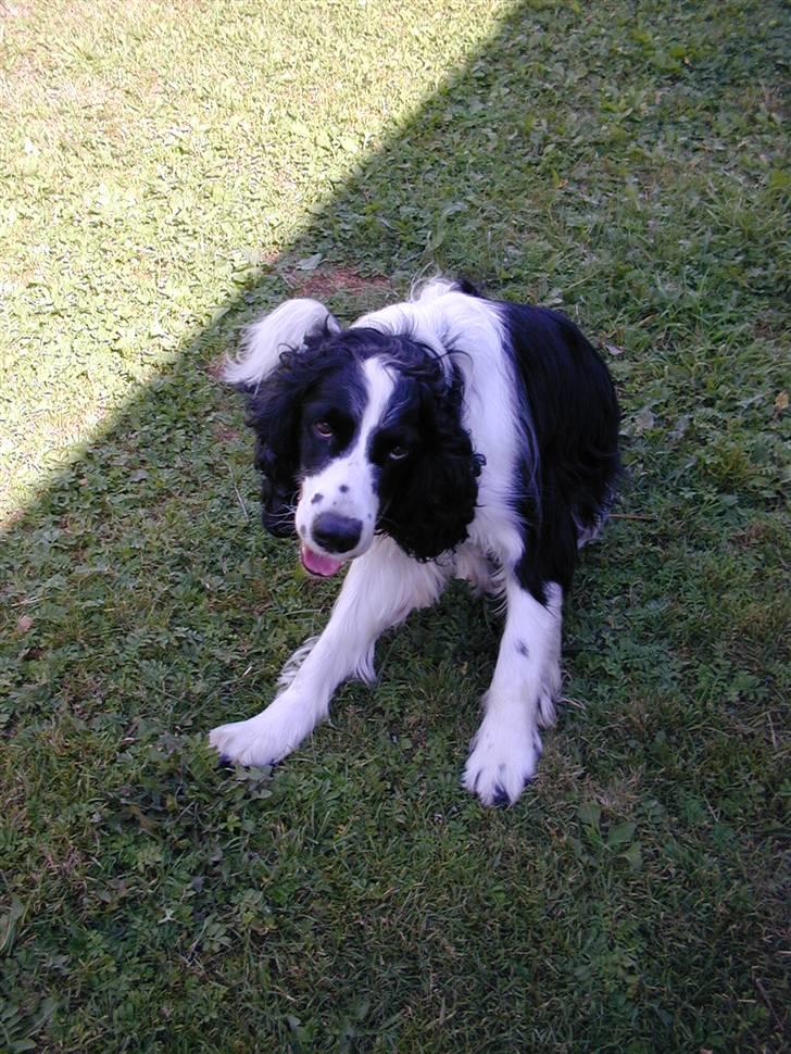 Engelsk springer spaniel Láttie billede 10