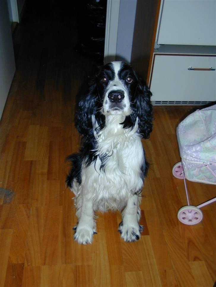 Engelsk springer spaniel Láttie billede 11