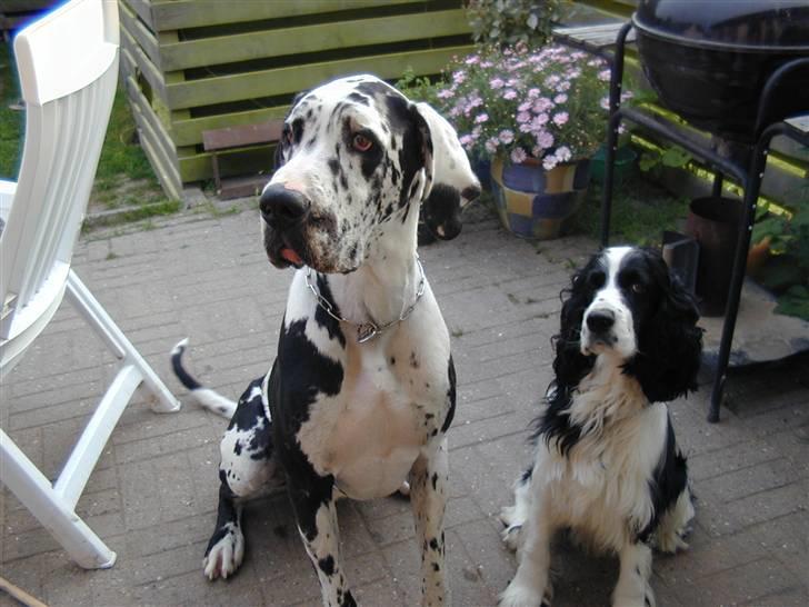 Engelsk springer spaniel Láttie billede 12