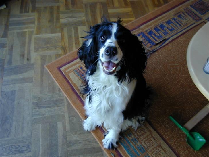 Engelsk springer spaniel Láttie billede 13