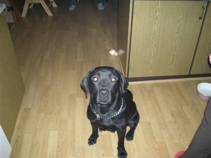 Labrador retriever buller (NYT HJEM) billede 3