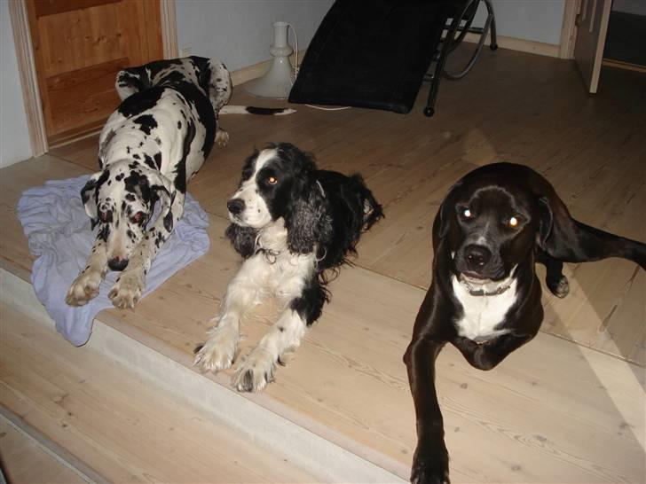 Engelsk springer spaniel Láttie billede 14