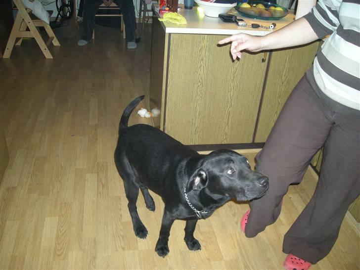 Labrador retriever buller (NYT HJEM) billede 4