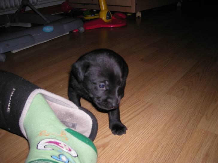 Labrador retriever buller (NYT HJEM) billede 5