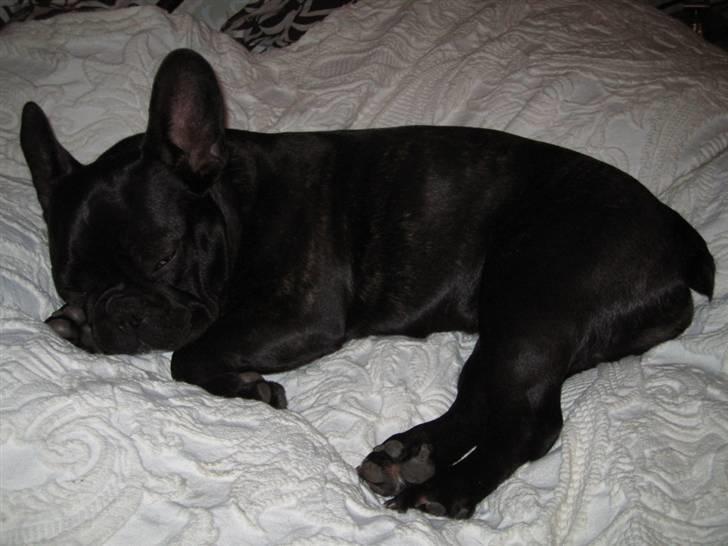 Fransk bulldog Ivan og Mathilde - en lille lur billede 7