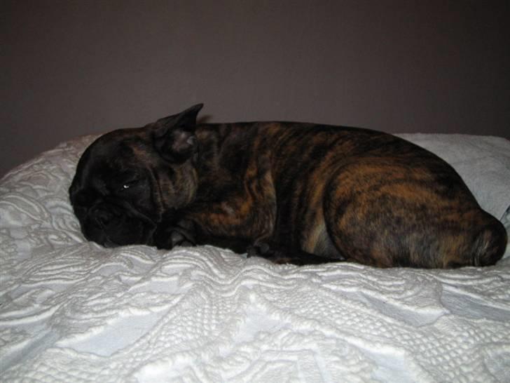 Fransk bulldog Ivan og Mathilde billede 8