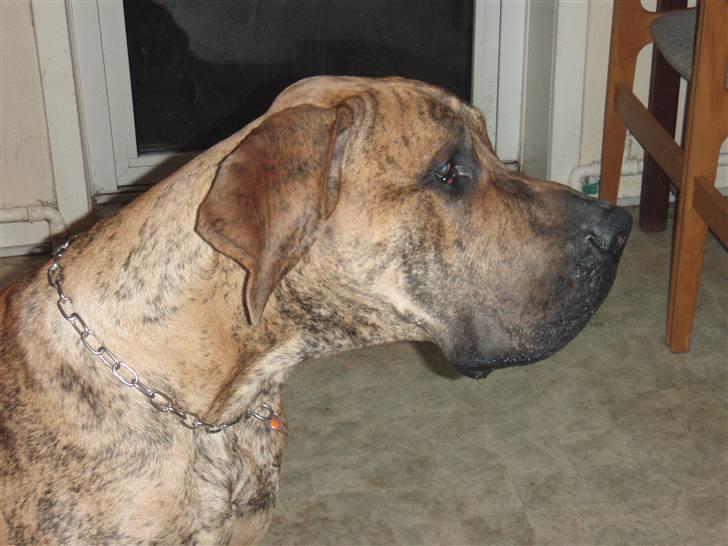 Grand danois Tyson - jeg er smuk... og jeg ved det godt... billede 1