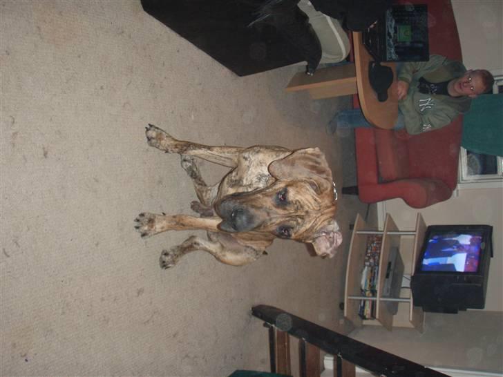 Grand danois Tyson - øv, du sidder da også i sofaen? billede 2