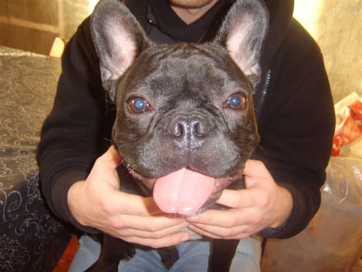 Fransk bulldog Bruce - "Puha jeg er lidt forpustet" billede 9