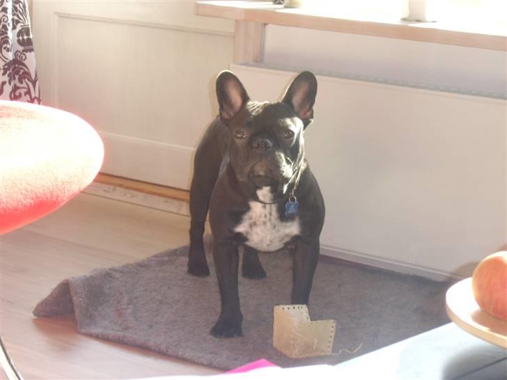 Fransk bulldog Bruce - "Halløjsa mor" billede 10