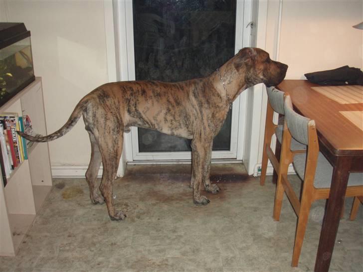 Grand danois Tyson - kan lige nå maden... billede 3