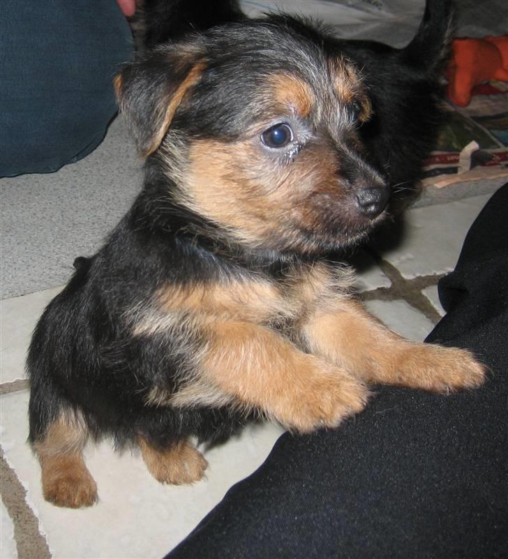 Australsk terrier Luka Min engel - 5 uger og fuld af narrestreger allerede :o)
Januar 2007 billede 23