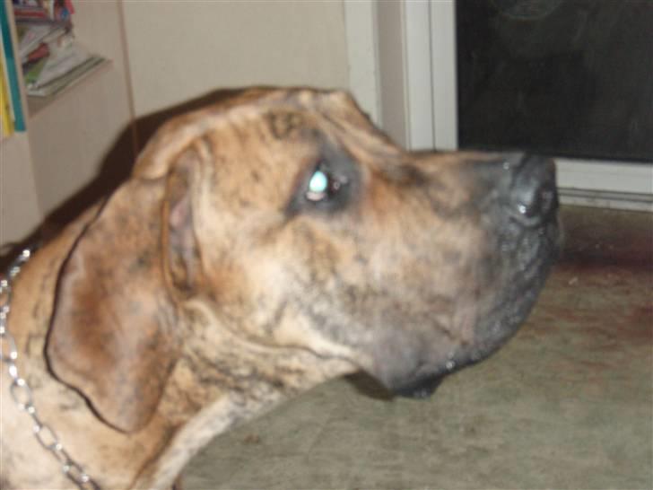 Grand danois Tyson billede 4