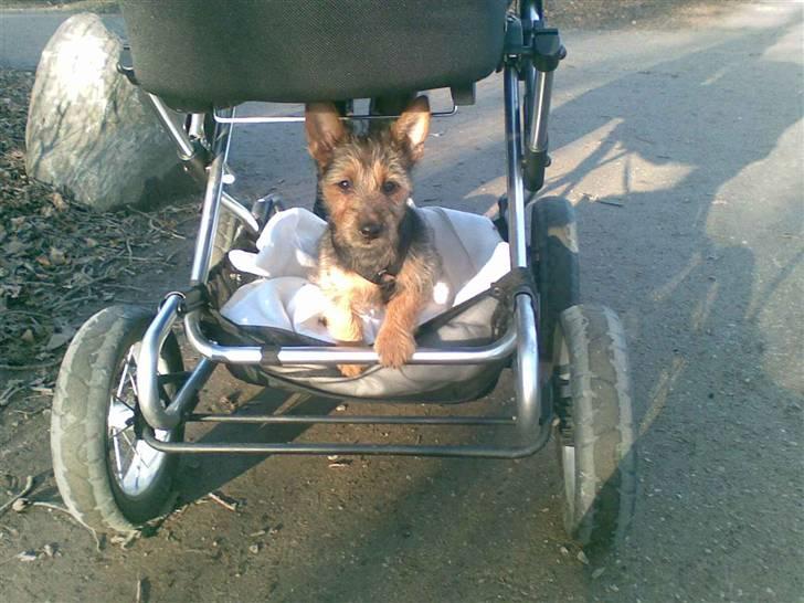 Australsk terrier Luka Min engel - Hvorfor gå når man kan blive kørt
Marts 2007 billede 22