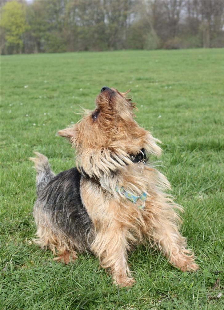 Australsk terrier Luka Min engel - Hvor f... blev den guffer af???  
April 2010 billede 18