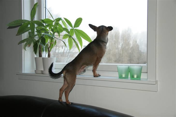 Chihuahua Dixi billede 6