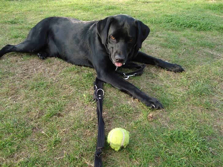 Labrador retriever Rofus <3Kærestens & min<3 billede 3