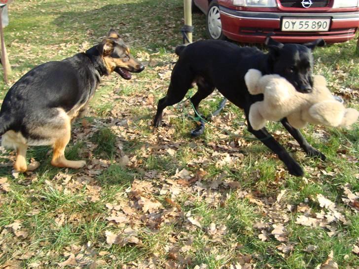 Labrador retriever Rofus <3Kærestens & min<3 billede 4